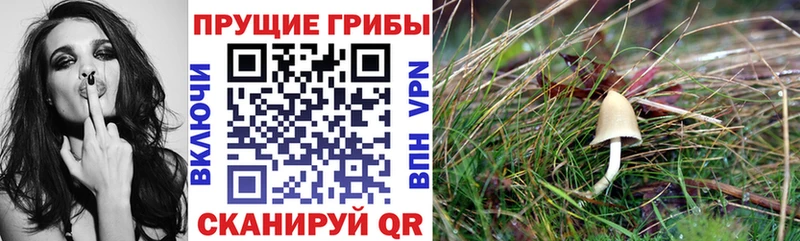 Купить закладки  Афипский  Псилоцибиновые грибы Magic Shrooms 